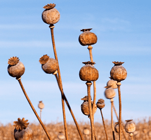 A close image of alkaline poppy heads in a crop of poppies
