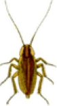 German-cockroach