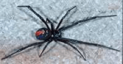 redback-spider