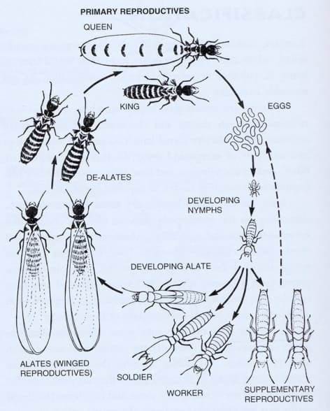 termite-life-cycle