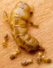termite-life-cycle