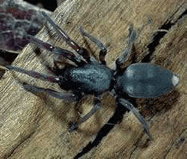 white-tail-spider