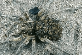 wolf-spider