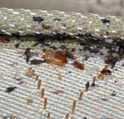 bed-bug-detection