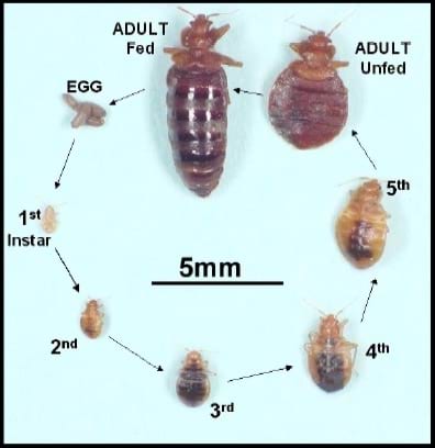 bed-bug-lifecycle