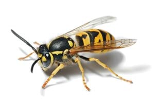 European wasp.