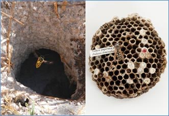 Comparison of a European wasp nest (on the left) and a paper wasp nest (on the right).