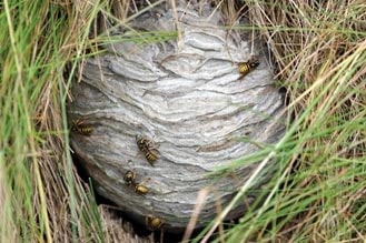 Underground European wasp nest.